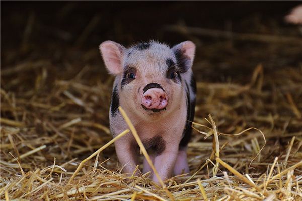 寶寶起名_鄭迎蓉